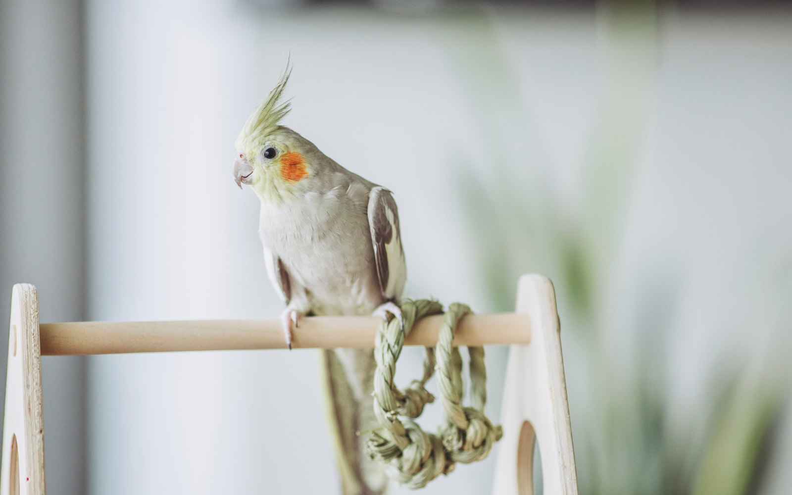 The Best Air Purifiers For Bird Dander Oransi