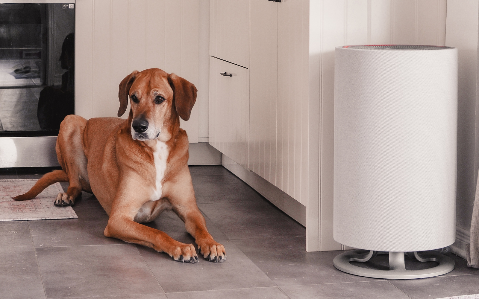 Air purifier helps with allergies deals