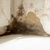 indoor mold growth in home indoor mold growth in home