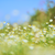 field of flowers field of flowers