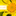 Close up of yellow flower with pollen and MapMyAir info box