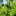 ragweed pollen