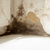 indoor mold growth in home