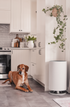 Mod+ HEPA Air Purifier in kitchen with dog_5